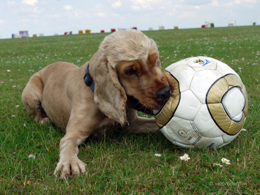 Hund spielt mit einem Fußball