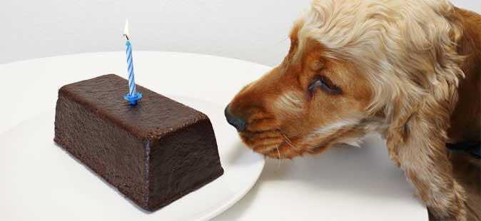 Schokolade und Hund