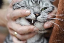 Katze Zahn