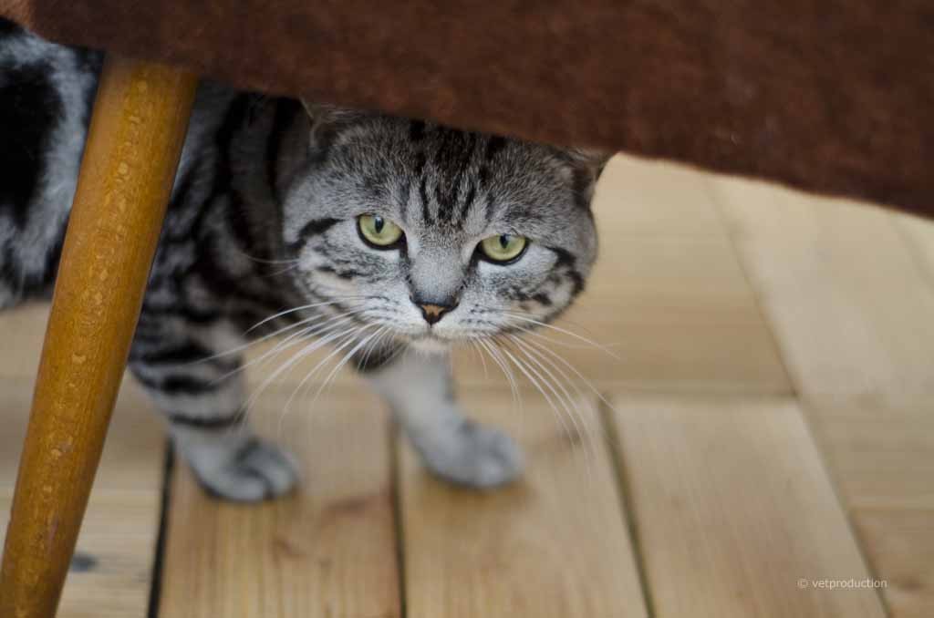 Tierhaar-Allergie: Katze in der Wohnung