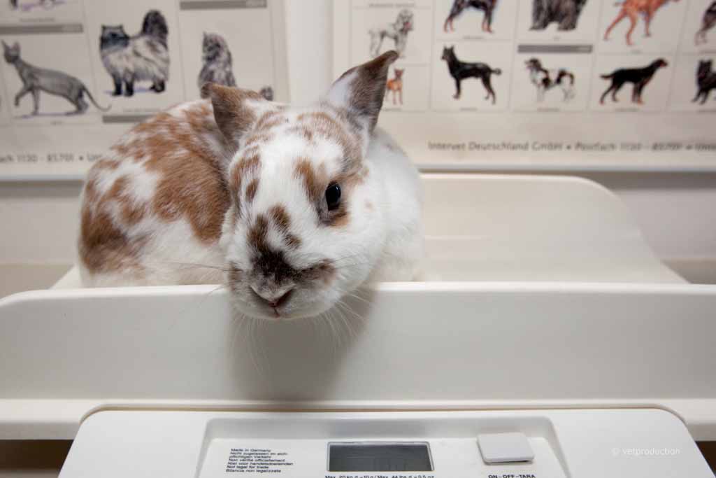 Gewichtskontrolle Kaninchen