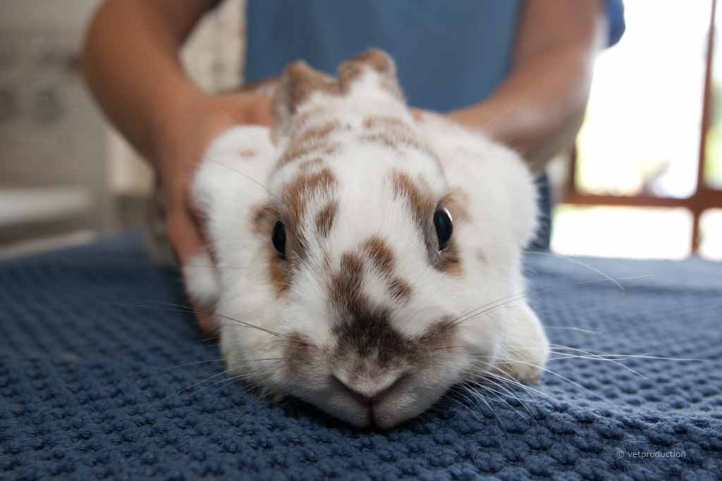 Kaninchen beim Tierarzt