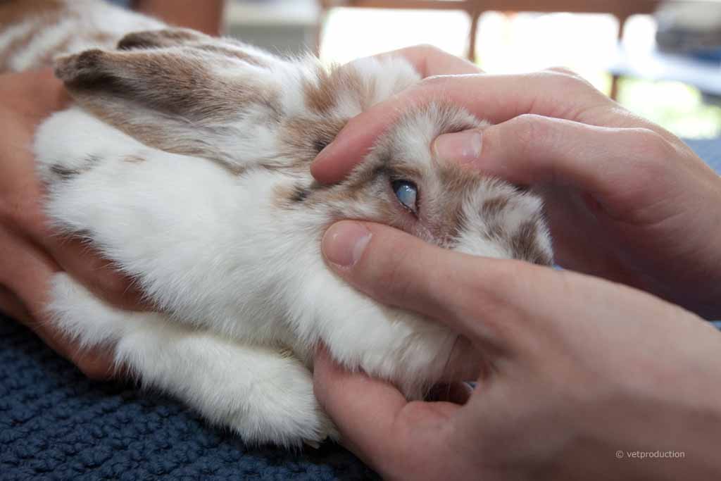 Kaninchen Augenuntersuchung