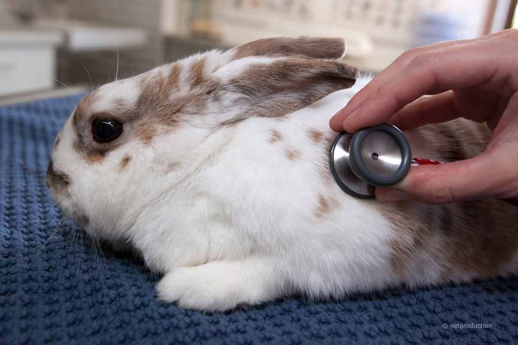 Untersuchung Kaninchen - Kaninchenschnupfen