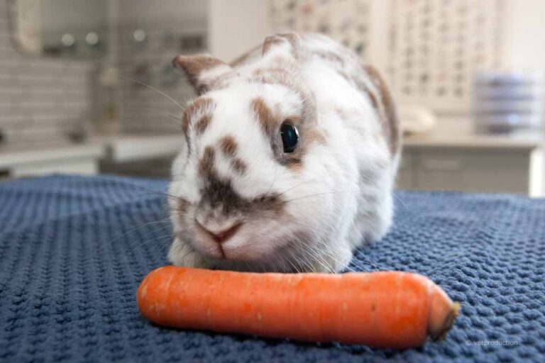Kaninchen mit Möhre