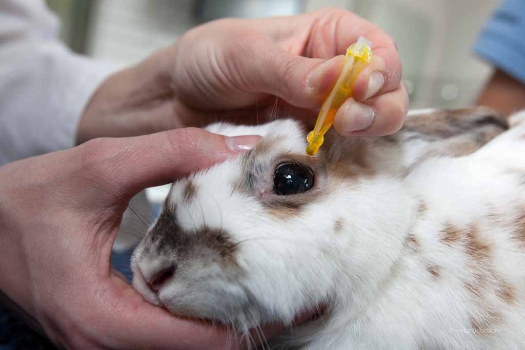 Augenuntersuchung bei einem Kaninchen