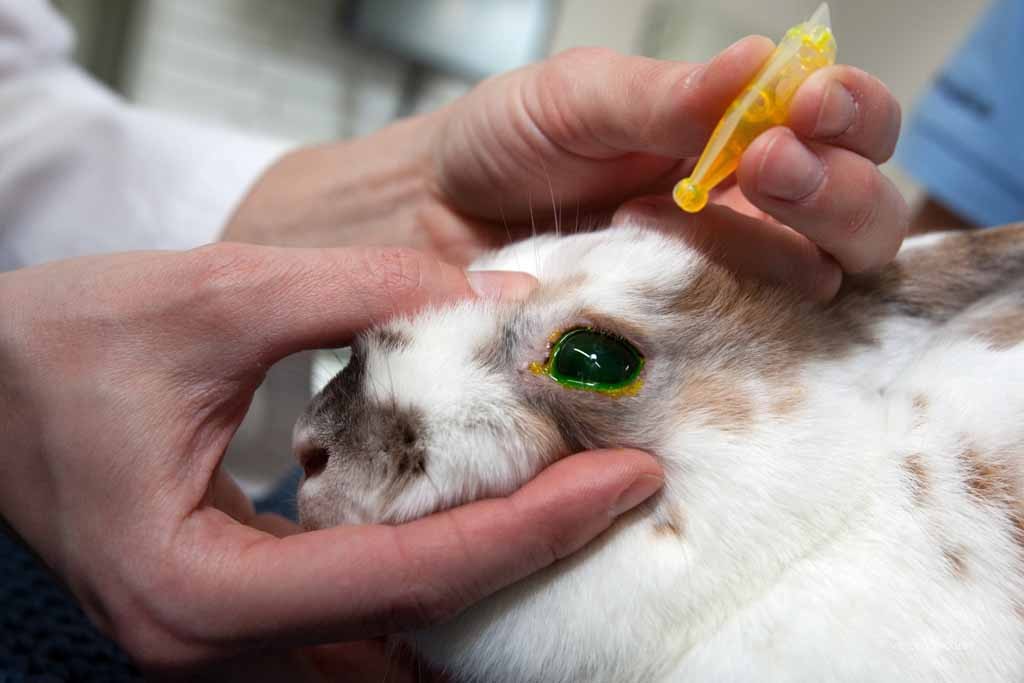 Augenuntersuchung Kaninchen