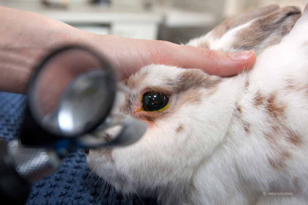 Augenuntersuchung Kaninchen