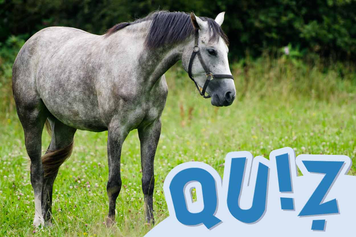 Tiermedizinportal - Teaser - Quiz - Pferd