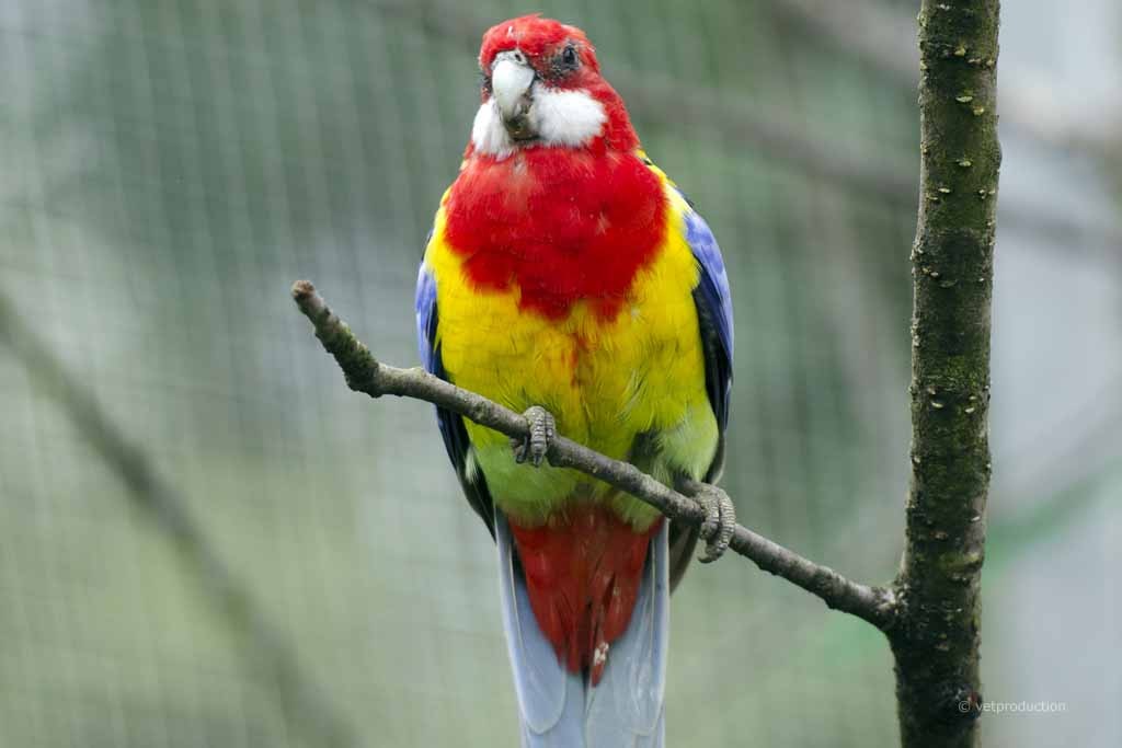 Papagei - Papageienkrankheit (Psittakose)