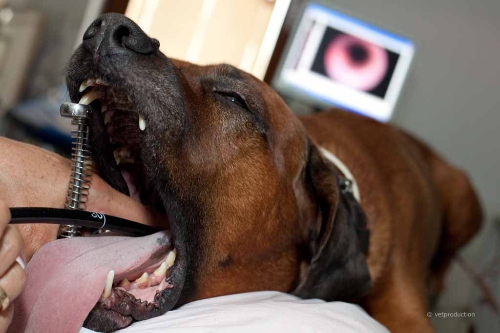 Hund wird per Endoskopie untersucht
