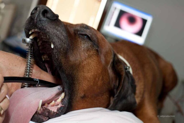 Hund wird per Endoskopie untersucht