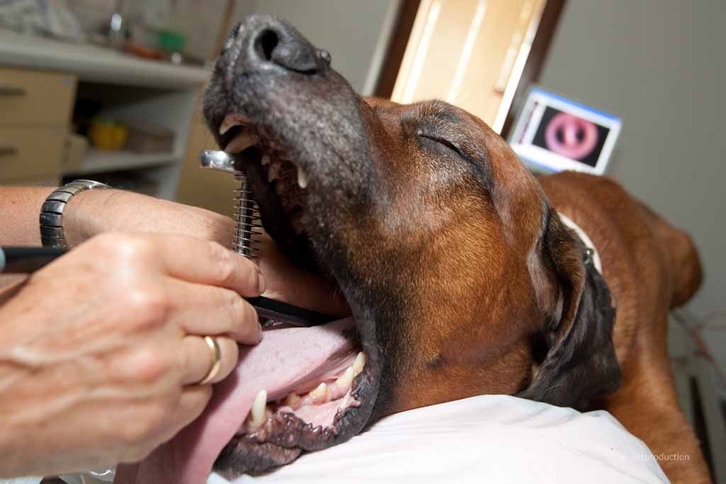 Hund bei der Endoskopie