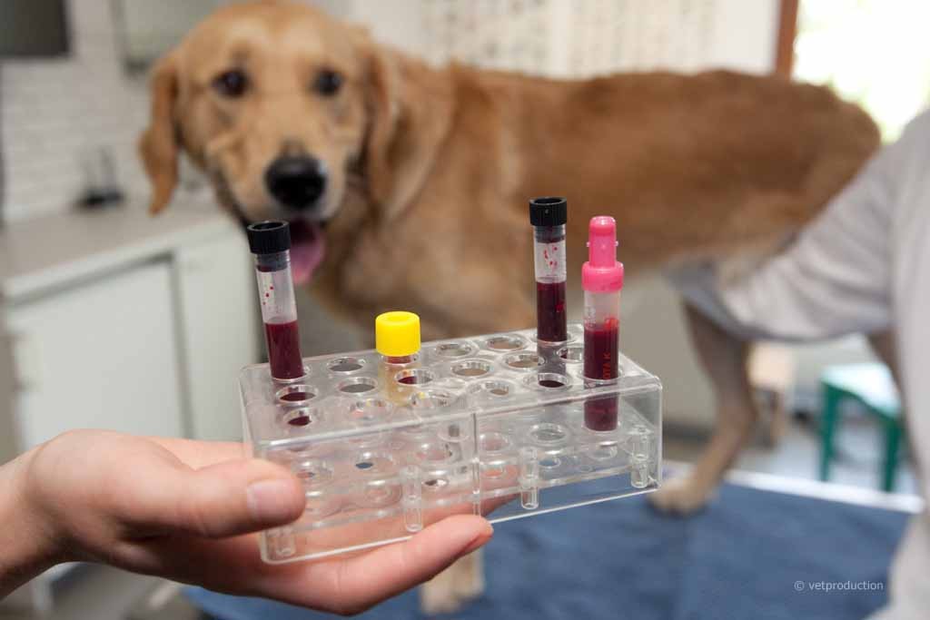Hund Blutprobe