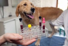 Hund Blutprobe
