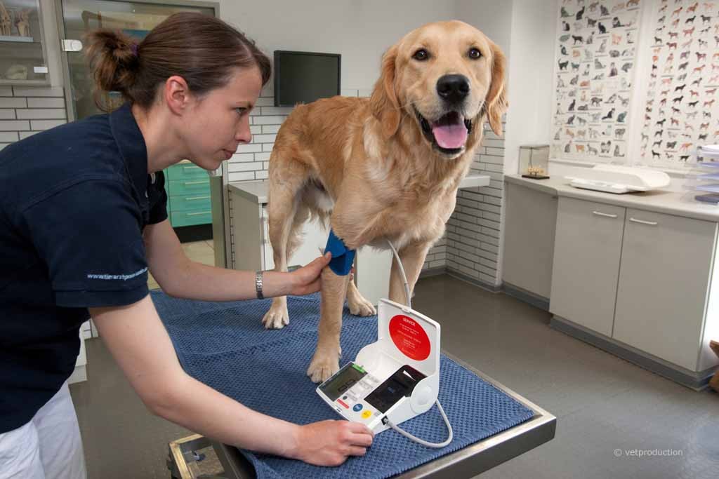 Blutdruck-Messung beim Hund