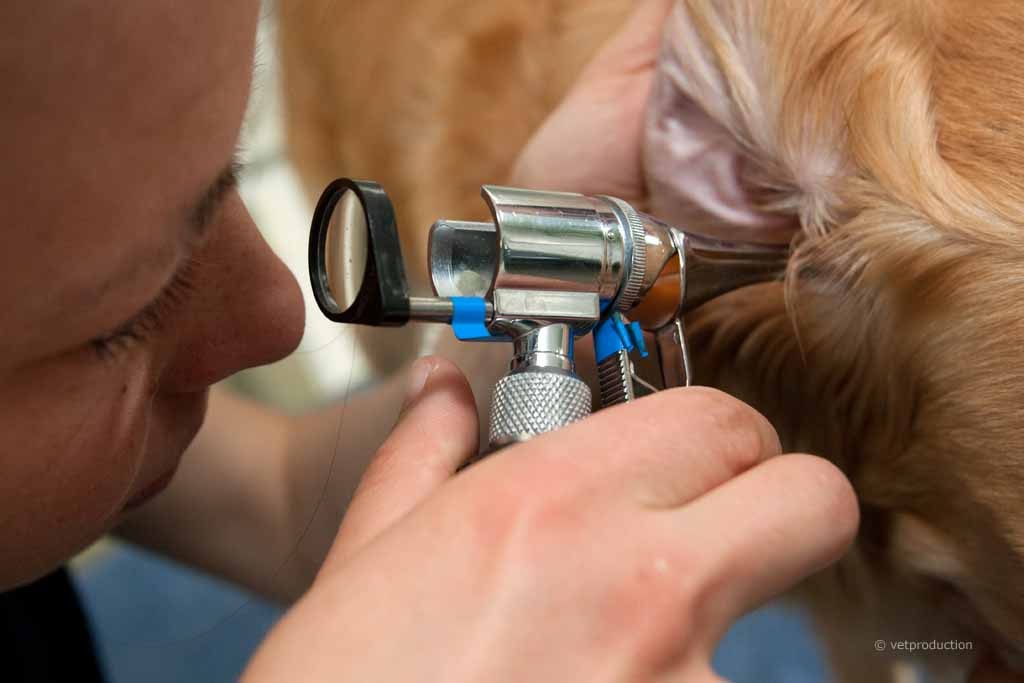 Hund bei der Ohrenuntersuchung
