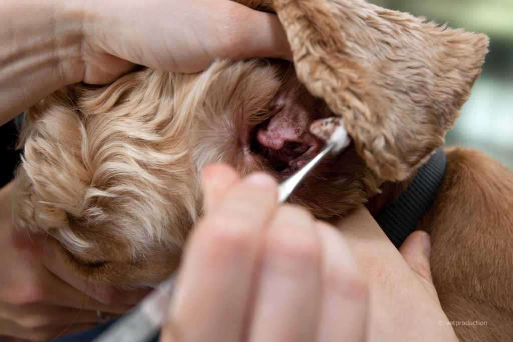 Hund bei der Ohrenreinigung