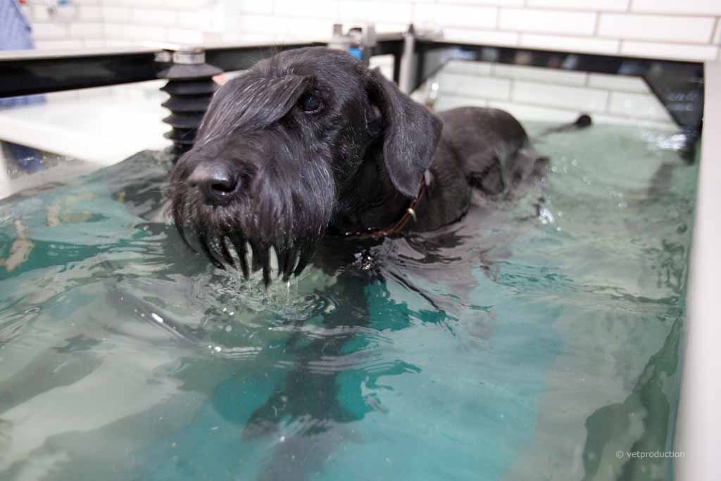 Hund beim Aquatraining