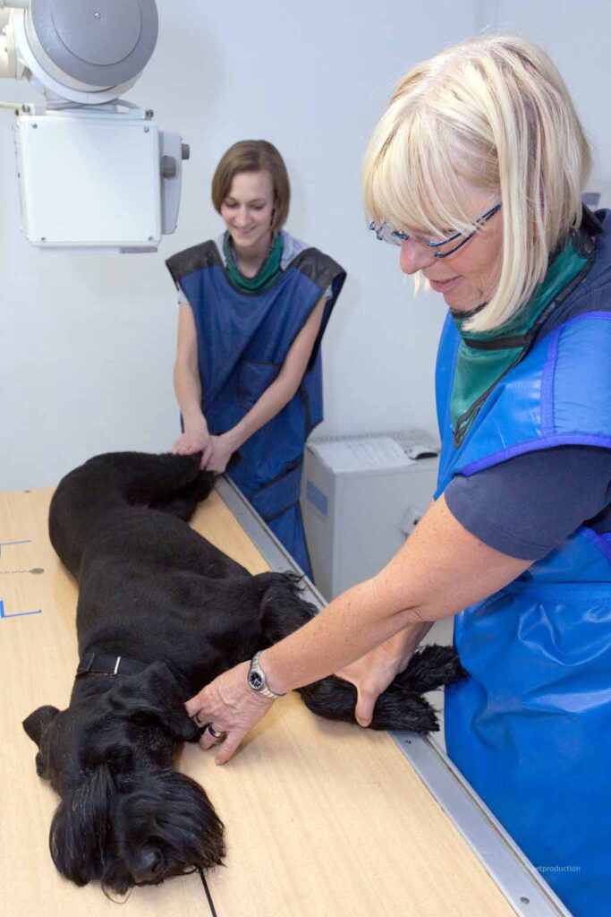 Hund bei der Röntgen-Untersuchung