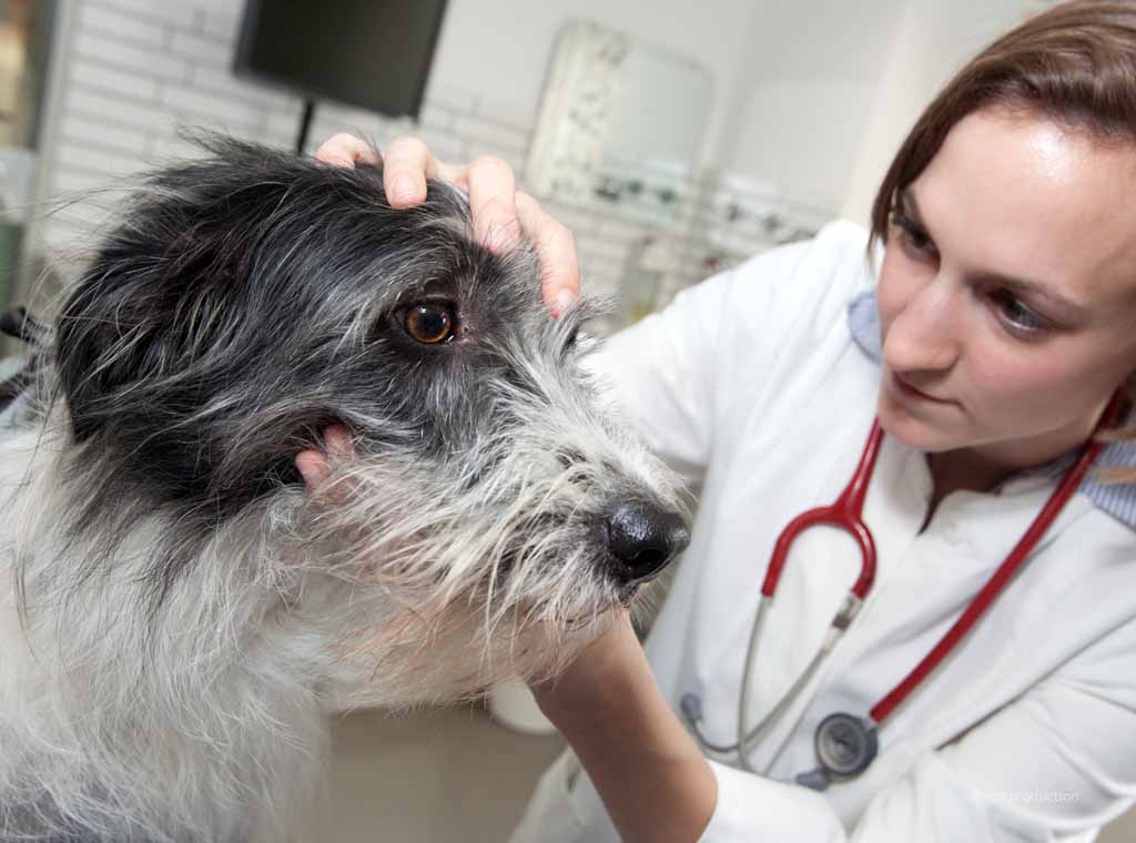 Hund beim Tierarzt