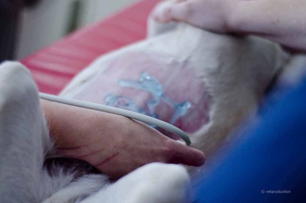 Pankreatitis beim Hund – Hund bei der Sonografie