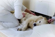 Hund Massage