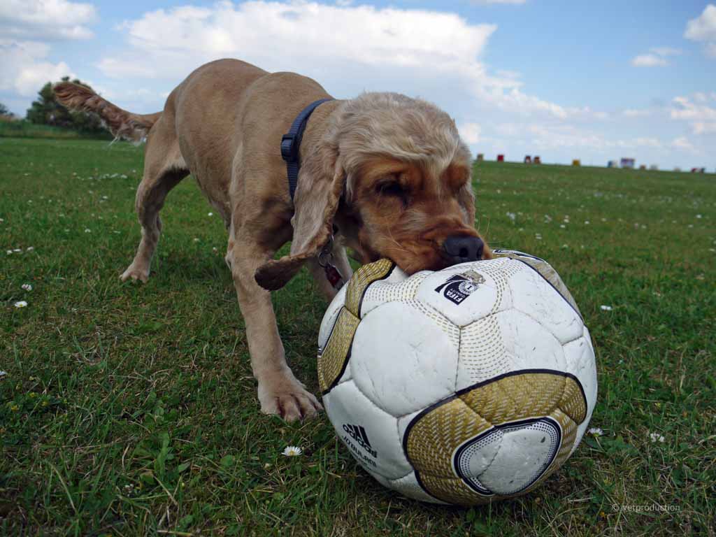Spaß und Spiele auf der Hundewiese | Tiermedizinportal