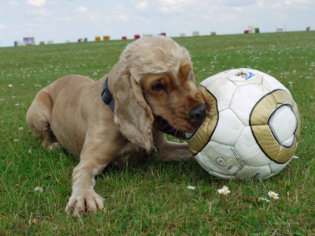 Hund mit Fussball