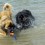 Zwei Hunde spielen im Wasser