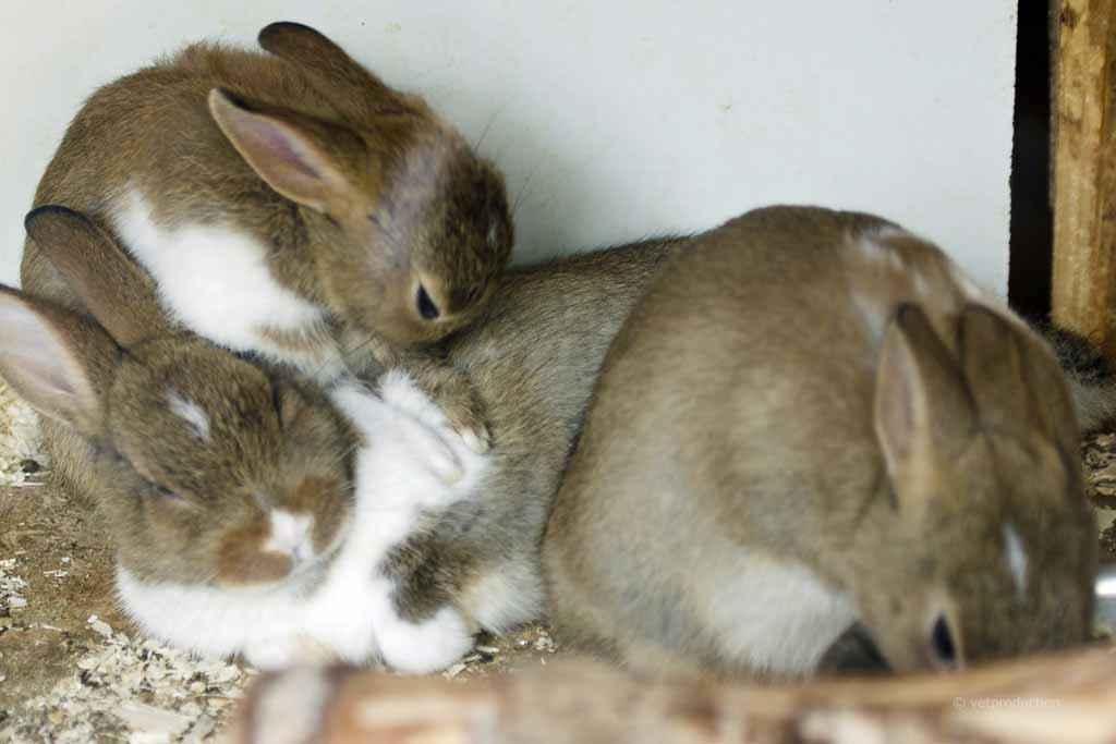 Drei Kaninchen im Außenstall