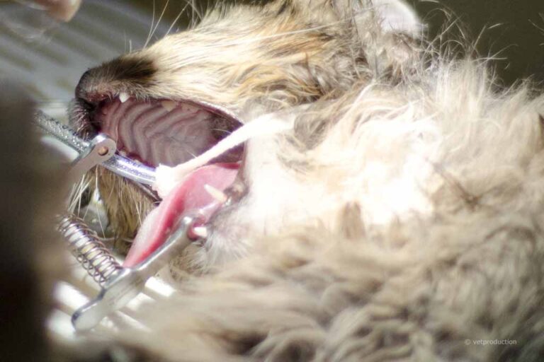 Katze bei der Zahnsanierung