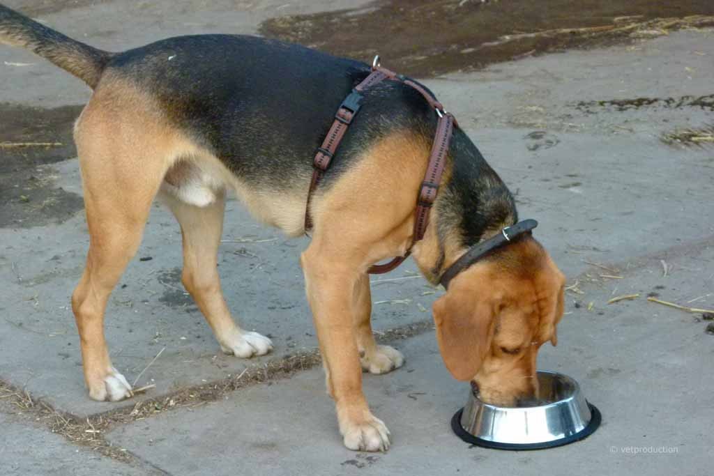 Hund beim Fressen