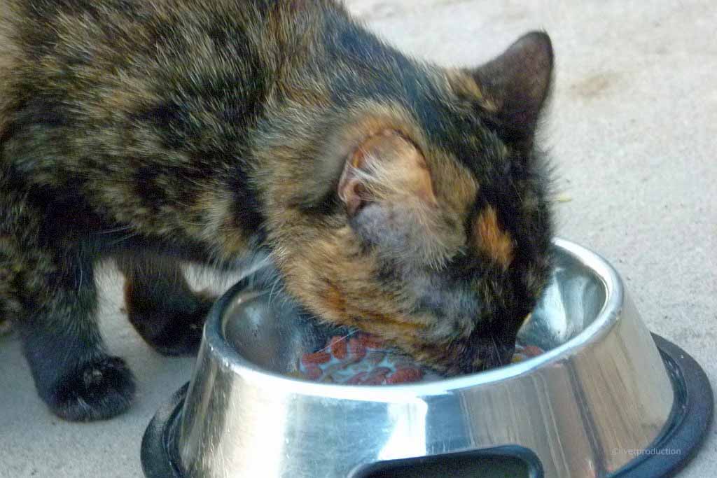 Futtermittel-Allergie bei der Katze
