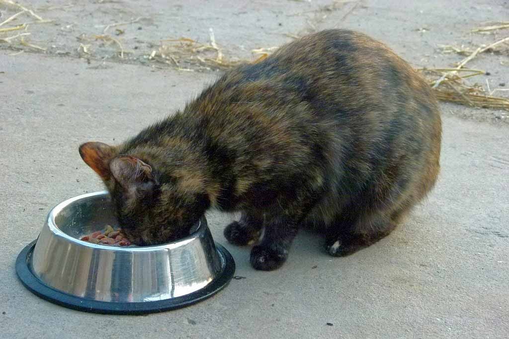 Katze beim Fressen
