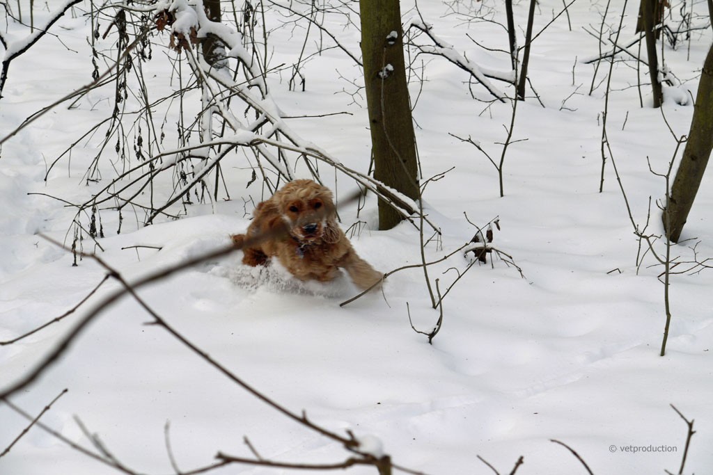 Ein Hund liegt im Schnee