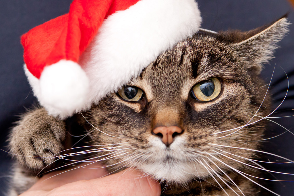 Katze Mit Weihnachtsmütze Bilder