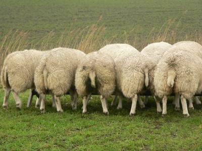 Schafsfell dient zur Herstellung von Kleidung. Foto: © Jan Wattjes / www.pixelio.de