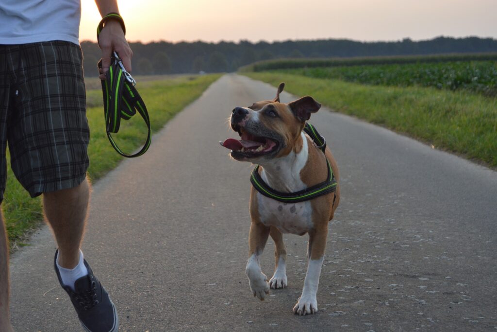 Hund beim Gassi gehen. Foto: Pixabay.com