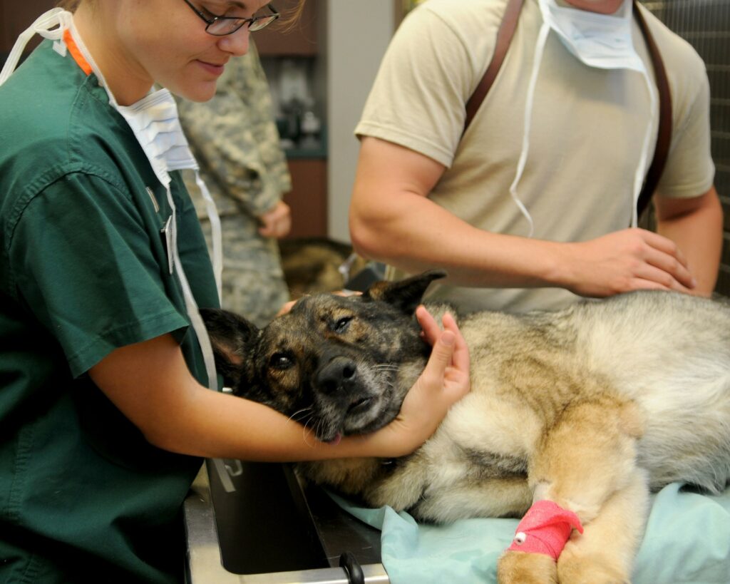 Hund in Behandlung