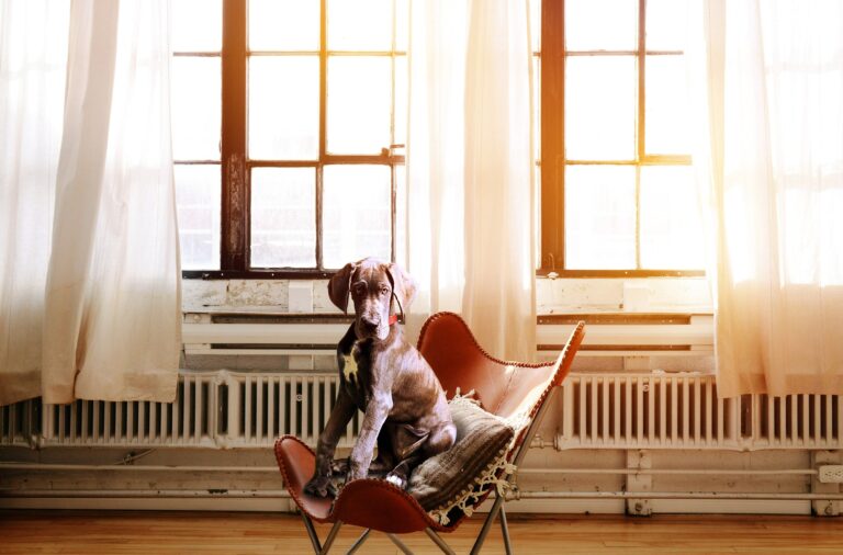 Hund im Sessel (Foto: Pixabay.com)