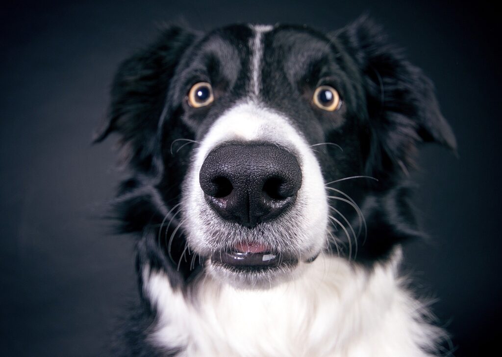 Hund (Foto: Pixabay.com)