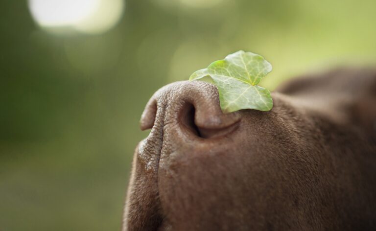 Hundenase (Foto: Pixabay.com)