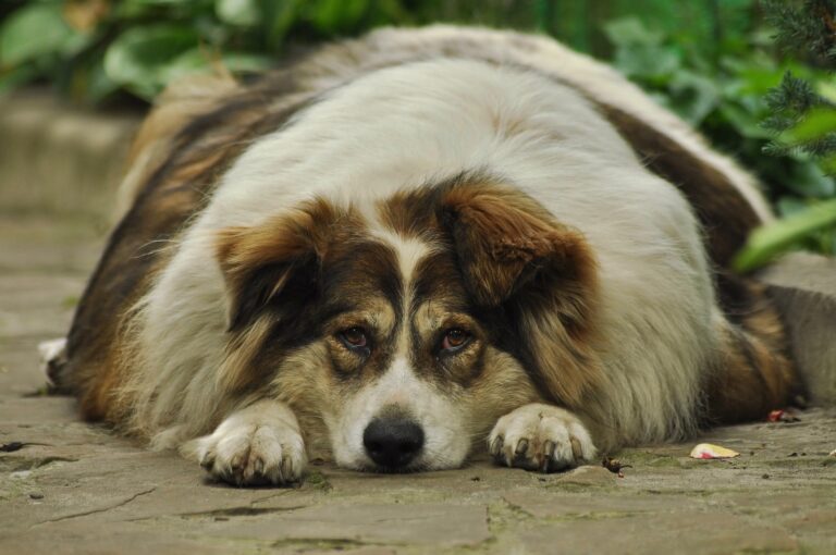 Übergewichtiger Hund (Foto: Pixabay.com)