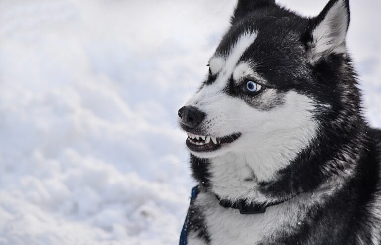 Hund fletscht die Zähne (Foto: Pixabay.com)