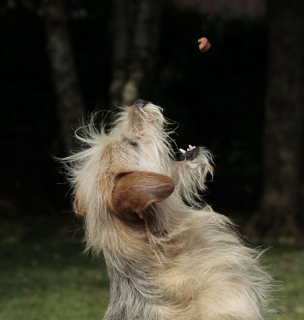 Hund mit Leckerli (Foto: Pixabay.com)
