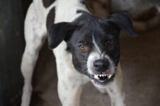 Ein Hund fletscht die Zähne. Foto: Pixabay.com