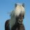 Pferd (Foto: Pixabay.com)