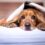 Hund im Bett. Foto: Pixabay.com