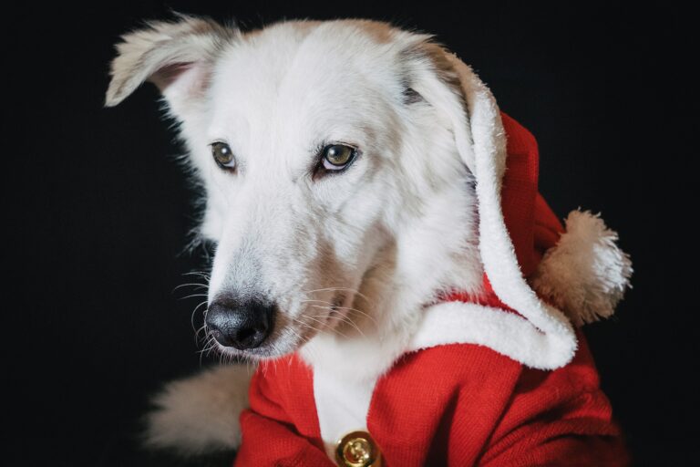 Weihnachten mit dem Hund. Foto: Pixabay.com